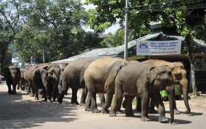 Sri-Lanka-Centraal-Pinnawela-Olifantenweeshuis-rivier-optocht-olifanten